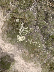 Pulchrocladia retipora