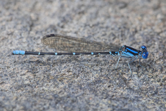 Argia sedula