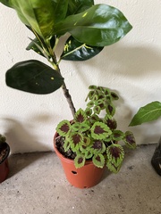 Coleus scutellarioides