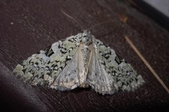 Leuconycta diphteroides