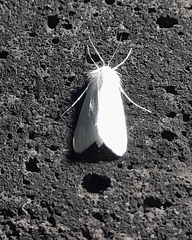 Rupela