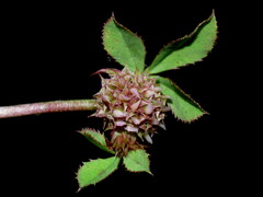Trifolium glomeratum