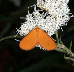 Eudulophasia invaria