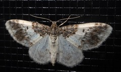 Hydrelia condensata