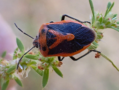 Agonoscelis rutila