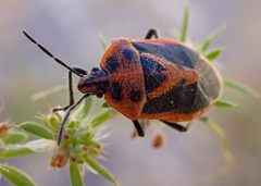 Agonoscelis rutila