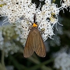 Ctenucha rubriceps