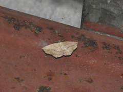 Eusarca concomitaria