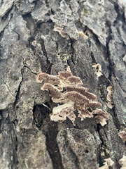 Trichaptum abietinum