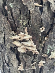 Trichaptum abietinum