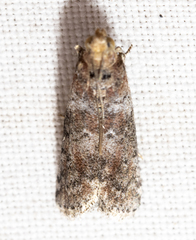 Sciota rubrisparsella
