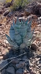 Agave colorata