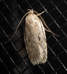 Agonopterix