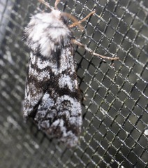 Panthea acronyctoides