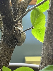 Hyla versicolor