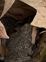Hyla versicolor