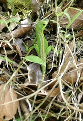 Anolis apollinaris