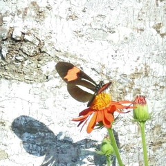 Heliconius erato phyllis