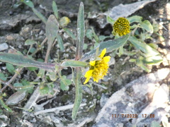 Bidens cernua