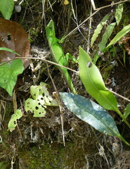 Anolis apollinaris