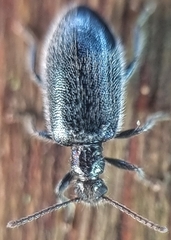 Lagriinae