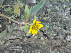 Bidens cernua