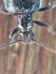Lagriinae