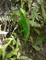 Anolis apollinaris