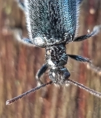 Lagriinae