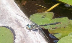 Arigomphus