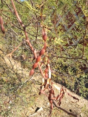 Vachellia vernicosa
