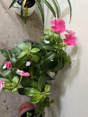Catharanthus roseus