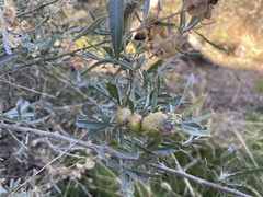Asphondylia atriplicis
