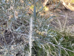 Asphondylia atriplicis