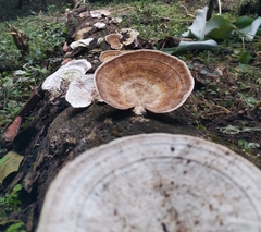 Trametes cubensis