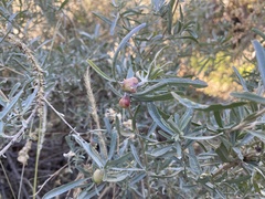 Asphondylia atriplicis