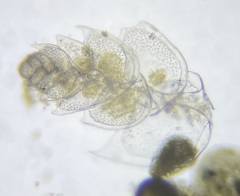 Bolivina alata