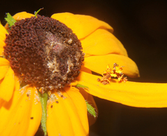 Callilepis laureola