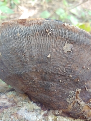 Hexagonia tenuis