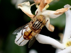 Eristalinus punctulatus