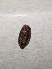 Philomycus carolinianus