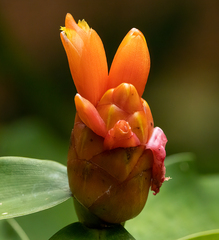 Costus scaber