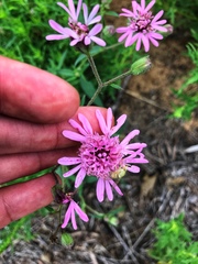 Palafoxia sphacelata