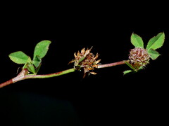 Trifolium glomeratum