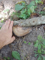 Hexagonia tenuis