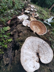 Trametes cubensis