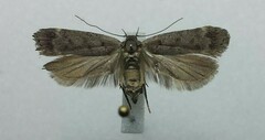 Anacampsis innocuella