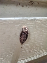 Philomycus carolinianus