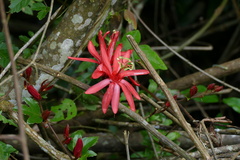 Passiflora vitifolia