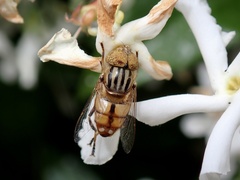 Eristalinus punctulatus